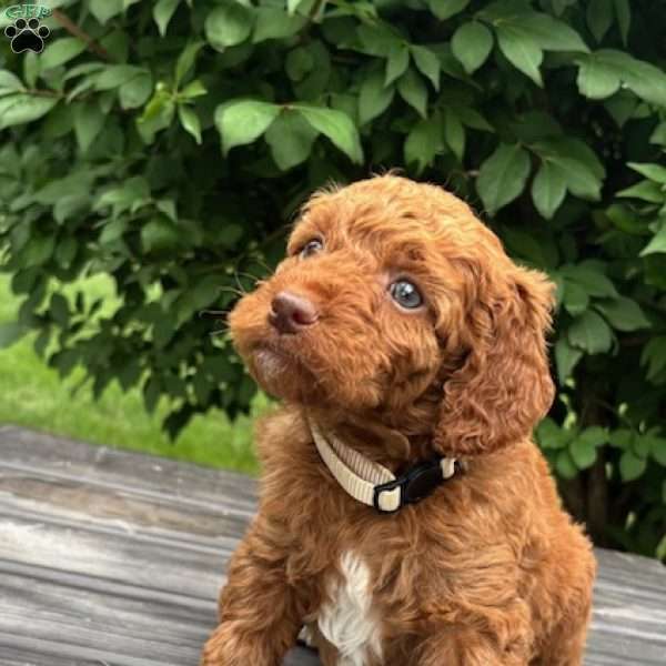 Misss White, Mini Goldendoodle Puppy
